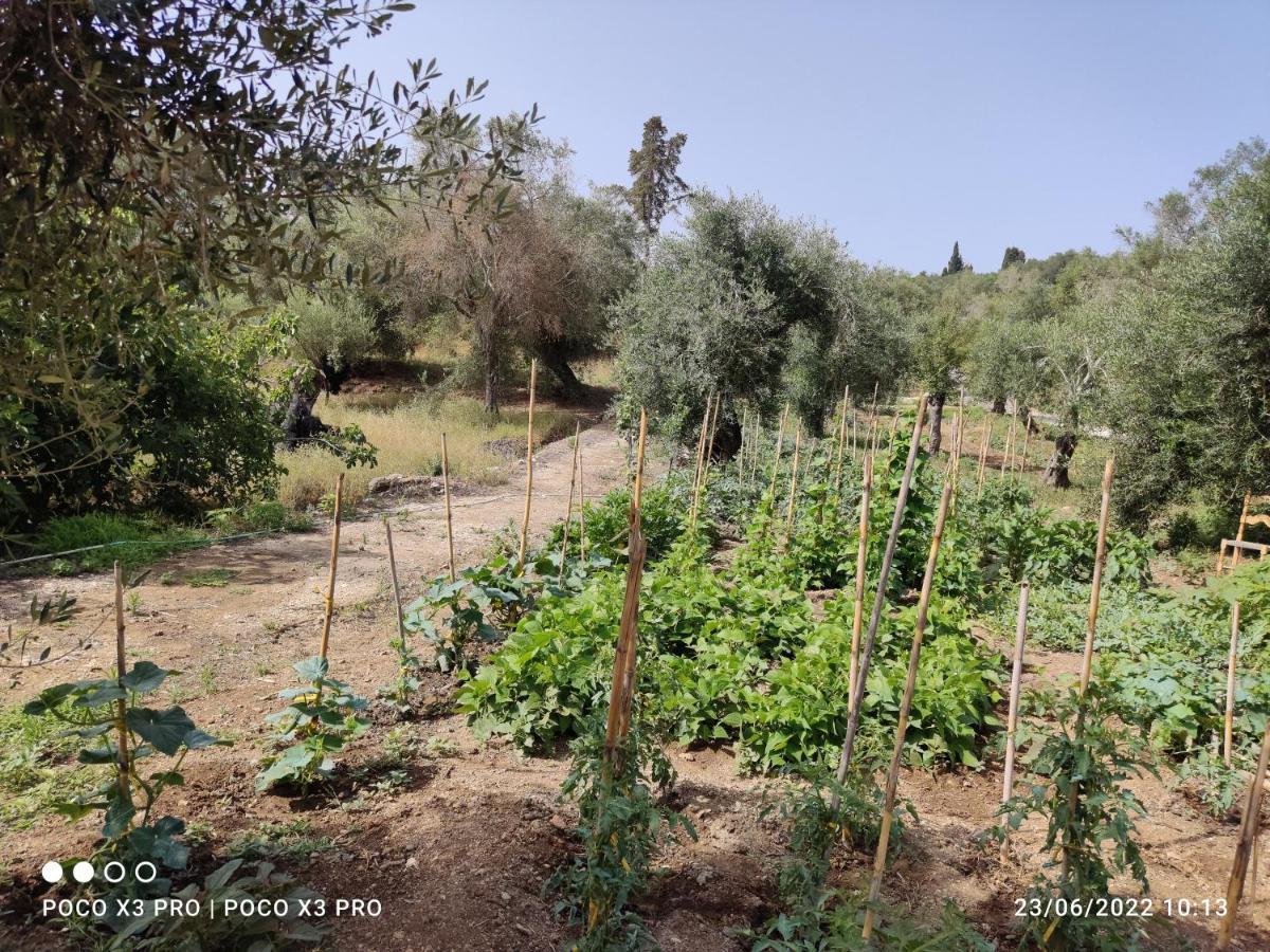 Corfu Oasis Studio Neochorakion Bagian luar foto